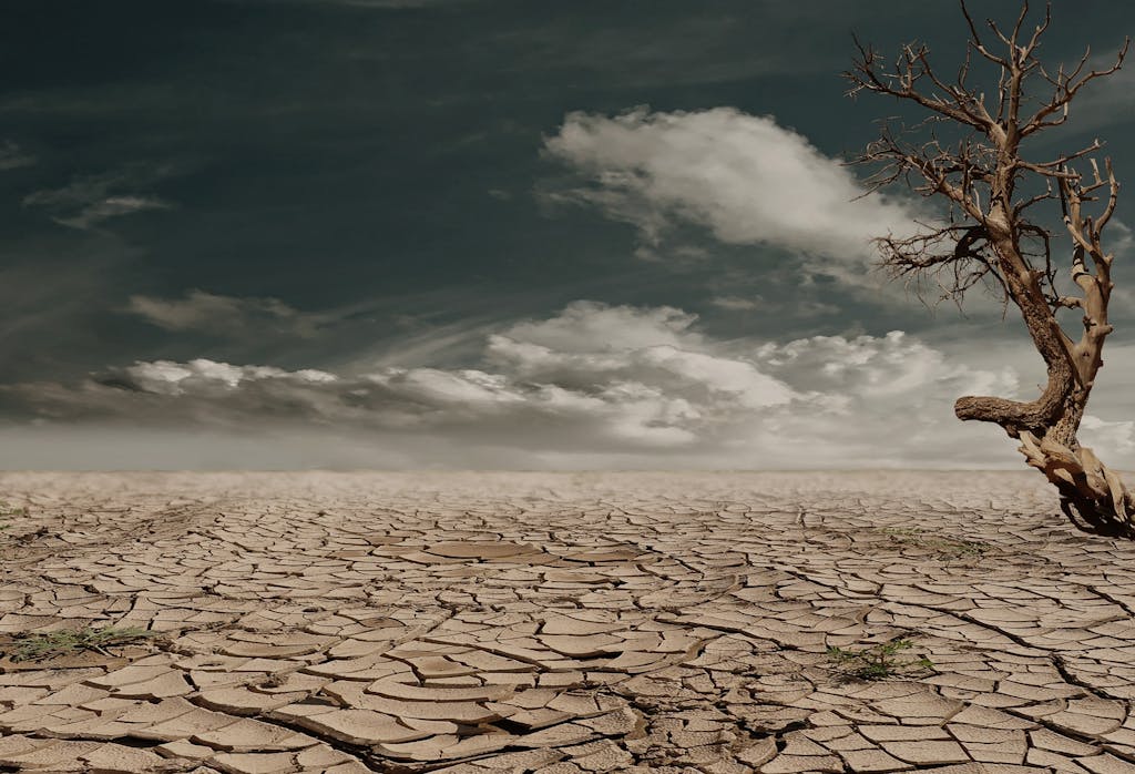 Photo of Brown Bare Tree on Brown Surface during Daytime